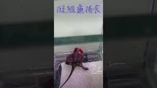 捕食朱文錦 #擬鱷龜