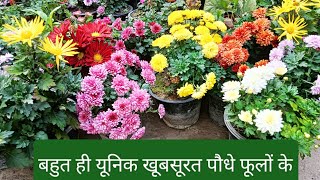 guldavari ke paudhe गुलदावरी के पौधे बहुत ही यूनिक #flowers #gardening बहुत ही खूबसूरत#गुलदावरी