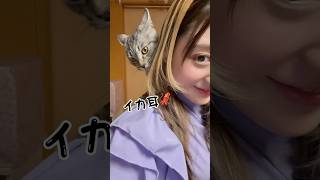 【保護猫】情報量の多いにゃんこ🤣【サバトラ/殺処分反対/殺処分ゼロ】 #猫 #cat #shorts