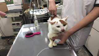 ③日本猫のきいちゃんの治療、注射、光線照射療法他