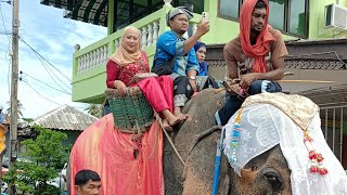 ขบวนช้าง 12 เชือก งานแต่งงานปาลัส ปัตตานี perarakan gajah majlis perkahwinan di Patani #patani