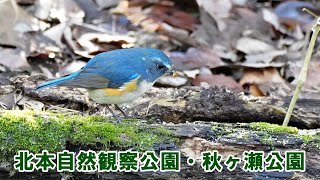 【探鳥散歩】北本自然観察公園～秋ヶ瀬公園 で出会った野鳥たち