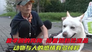 会把孩子送给人的猫，会帮人干活的狗，动物与人的感情有多纯粹