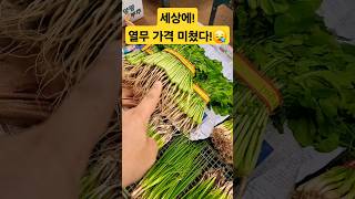 열무 가격 미쳤다! 왜이러냐? #폭락 #배추 #김치