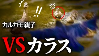 0531C④【カラスVSカルガモ親子】残飯漁り。カワセミ捕食、大きな魚を食べられる？引っ越したカモ【野鳥撮影と観察】