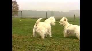 West Highland White Terrier - AKC Dog Breed Series