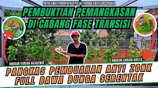 FULL ILMU‼️ PANGKAS PEMBUAHAN POHON ANGGUR DI TERSIER FASE TRANSISI FULL BAWA BUNGA SERENTAK  part 1