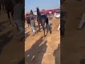 horse fight 😱😱 ghode ki ladai ghoda horse shorts