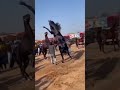 horse fight 😱😱 ghode ki ladai ghoda horse shorts