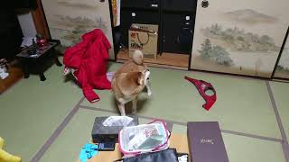 自分の尻尾を追いかける柴犬