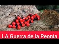 el porque la peonia es roja y negra 😱