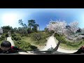 【vr360°】広島の名勝「縮景園」の満開の桜🌸 360度動画