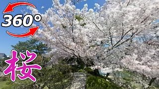 【VR360°】広島の名勝「縮景園」の満開の桜🌸(360度動画)