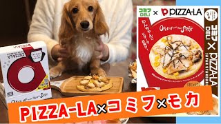 【PIZZA-LAコミフコラボ】コミフデリピザーラ食べてみた‼️【ミニチュアダックスフンド】モカの気持ちNo.69🐾