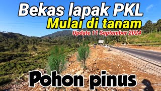 Puncak sekarang ‼️ BEKAS LAPAK PKL Mulai di tanam pohon PINUS || PUNCAK SEMAKIN INDAH DAN RAPIH