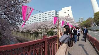 【4K散歩動画】Walking around　 Station Cherry blossom viewing　目黒川　桜並木　散歩　目黒ー中目黒