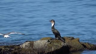 Japanese Cormorant