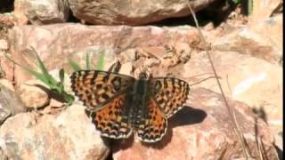 The Spotted Fritillary (Melitaea didyma)