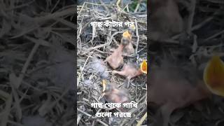 গাছ কাঁটার পর পাখি গুলো গাছ থেকে বাসা সহ নিছে পরছে। #nature #fromnature #subscribe