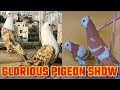 FANCY PIGEON FAIR