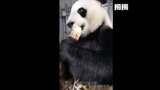 沉浸式看大熊猫捞捞吃播。捞捞：信不信我居你。吧唧嘴吃饭都觉得可爱的动物就是国宝了（来自茱萸湾的小可爱们直播间录屏）