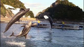 Taiji Whale Museum Whale Show 太地町くじら館　クジラショー