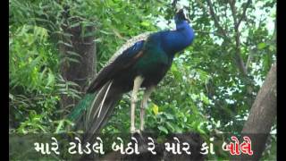 Gujarati Folk Song: Mare todale betho re mor kan bole Gujarati Folk Song: Mare todale betho re mor kan bole