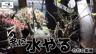 【多肉植物/塊根植物】#185 - 我が家の塊根植物の冬の水やりお見せします【管理方法】