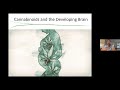 cannabis the endocannabinoid system and neurodevelopment by matthew hill