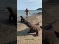 Before & After Animals Growing Up. Amazing Animal Transformation 💥 #short #tiktok #animals