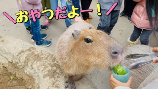 Anne and May feed capybaras and tortoises at Kobe Animal Kingdom!