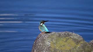 カワセミ 翡翠 kingfisher 羽繕い 捕食 水浴び 警戒kingfisher jade kingfisher preening predation bathing alert