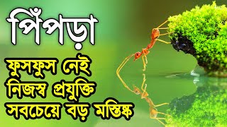 পিঁপড়া সম্পর্কে অজানা এই ১০টি তথ্য জানলে অবাক হবেন আপনিও | 10 Interesting Fact Ant