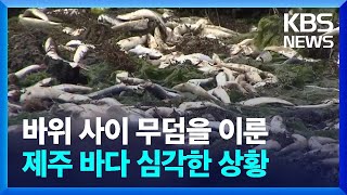 바위 사이 무덤을 이룬 제주 바다 심각한 상황 / KBS  2023.07.03.
