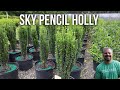 'Sky Pencil' Holly - Ilex crenata 'Sky Pencil'