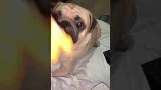 Dog takes small bite Tiktok