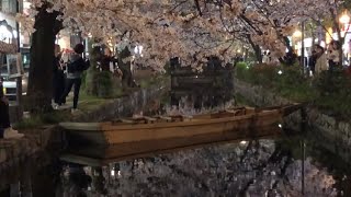 (20240406)Kyoto Cherry blossoms at night in bloom on Kiyamachi Dori (Sanjo - Shijo)