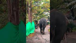 കുണുങ്ങി ഉള്ള നടത്തംകണ്ടോ 😱❤️🐘#shortsfeed #viralshorts #youtubeshorts #subscribe