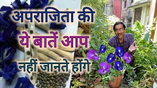 अपराजिता के बारे में बहोत खुबसूरत जानकारियां / कटिंग लगी या नहीं??? / Know about BLUE PEA