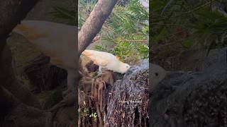 A thirsty #cockato #wildbirds #wildlife #australia