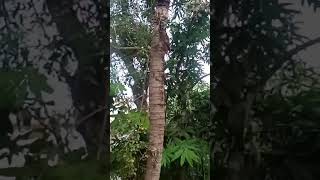 ഇങ്ങനെ ഉണ്ടോ ഗൗളി തെങ് 😊🤔🙄home#thega #tree##short video