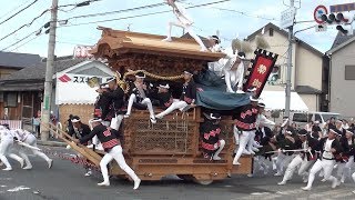 【津久野だんじり祭り】試験曳き その4 国本商店周回(後半)〜帰町【令和元年 市之町のだんじり】