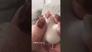 指の可動域を試される飼い主    #文鳥  #もふもふ