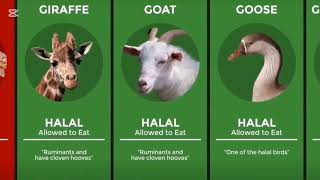 Halal and Haram Animals in Islam #halal #haram #islam