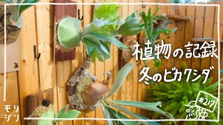 【植物の記録】冬も成長するビカクシダたち。美しい貯水葉な育て方/湿度管理/風