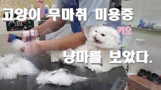 고양이 무마취 미용 일산 동구 '사랑할개'