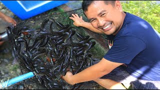 ARTIFICIAL BREEDING (5th day )  From eggs to baby fish - Day 1- 5 babies of catfish ( Harvesting)