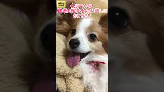 【パピヨン】腫瘍が見つかりました。。少し長い動画あります #shorts #short #papillon #パピヨン