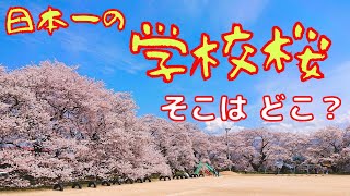 【日本一の学校桜】