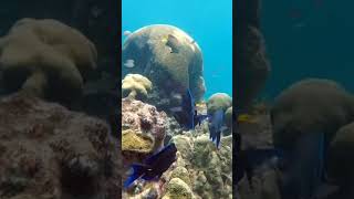 11Hours Stunning 4k Underwater footage music Nature Relaxation™Rare Colorfull sea life video#animal